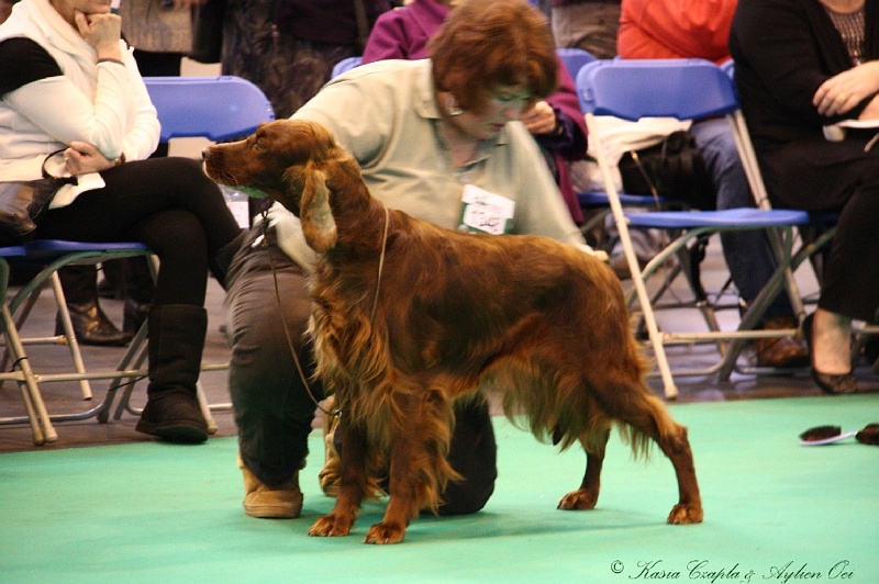 Crufts2011 464.jpg